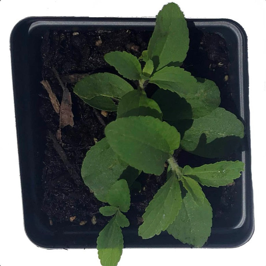 Stevia (Stevia rebaudiana) Organic Plant in 2.5-inch Pot by Smoke Camp Crafts - Sweetleaf