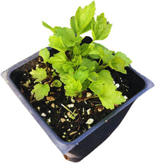 Virgin's Bower (Clematis virginiana) Organic Plant in 2.5-inch Pot Devil's Darning Needles, Old Man's Beard by Smoke Camp Crafts - North American Native Vine