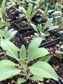 White Sage (Salvia apiana) Plant in 2.5-inch Pot - Organic Herb Plant - Herb for Smudging and Purification - Make Your own Smudge Sticks
