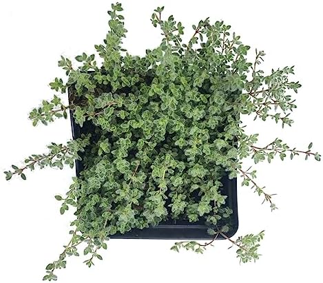 Woolly Thyme (Thymus pseudolanguinosus) Organic Plant in 2.5-inch Pot by Smoke Camp Crafts - Excellent Groundcover
