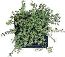 Woolly Thyme (Thymus pseudolanguinosus) Organic Plant in 2.5-inch Pot by Smoke Camp Crafts - Excellent Groundcover