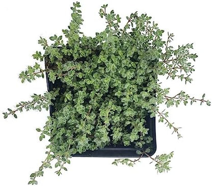 Woolly Thyme (Thymus pseudolanguinosus) Organic Plant in 2.5-inch Pot by Smoke Camp Crafts - Excellent Groundcover