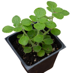 Vicks Plant in a 4" Pot | ORGANIC