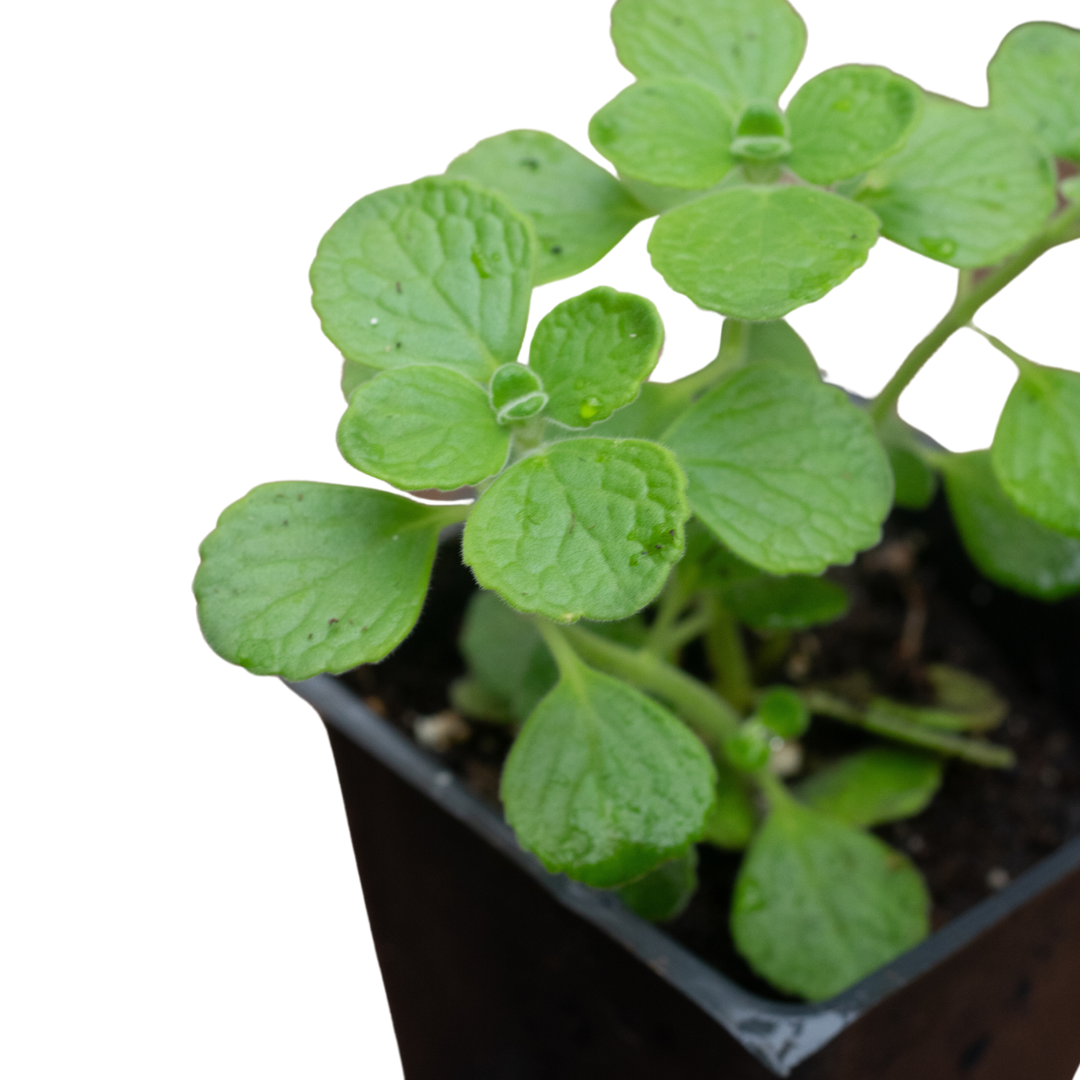 vicks plant seeds Smoke Camp Crafts Vicks Plant Live Plants in 3-4" Pots