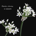 Garlic Chives (Allium tubersum) 2000 seeds (10 grams)