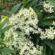 Virgin's Bower Seeds (Clematis virginiana) 150 seeds (0.5 grams)