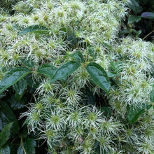 Virgin's Bower Seeds (Clematis virginiana) 150 seeds (0.5 grams)