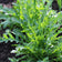 Arugula Seeds (Eruca vesicaria) 500 Seeds (1 grams)