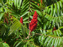 Staghorn Sumac Seeds (Rhus typhina) 100 Seeds (1 grams) - Organic