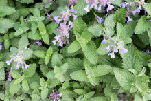 Catnip Seeds (Nepeta cataria) 150 Seeds (0.5 grams)