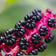 Poke Berries Seeds (Phytolacca americana) 75 Seeds (1 grams)
