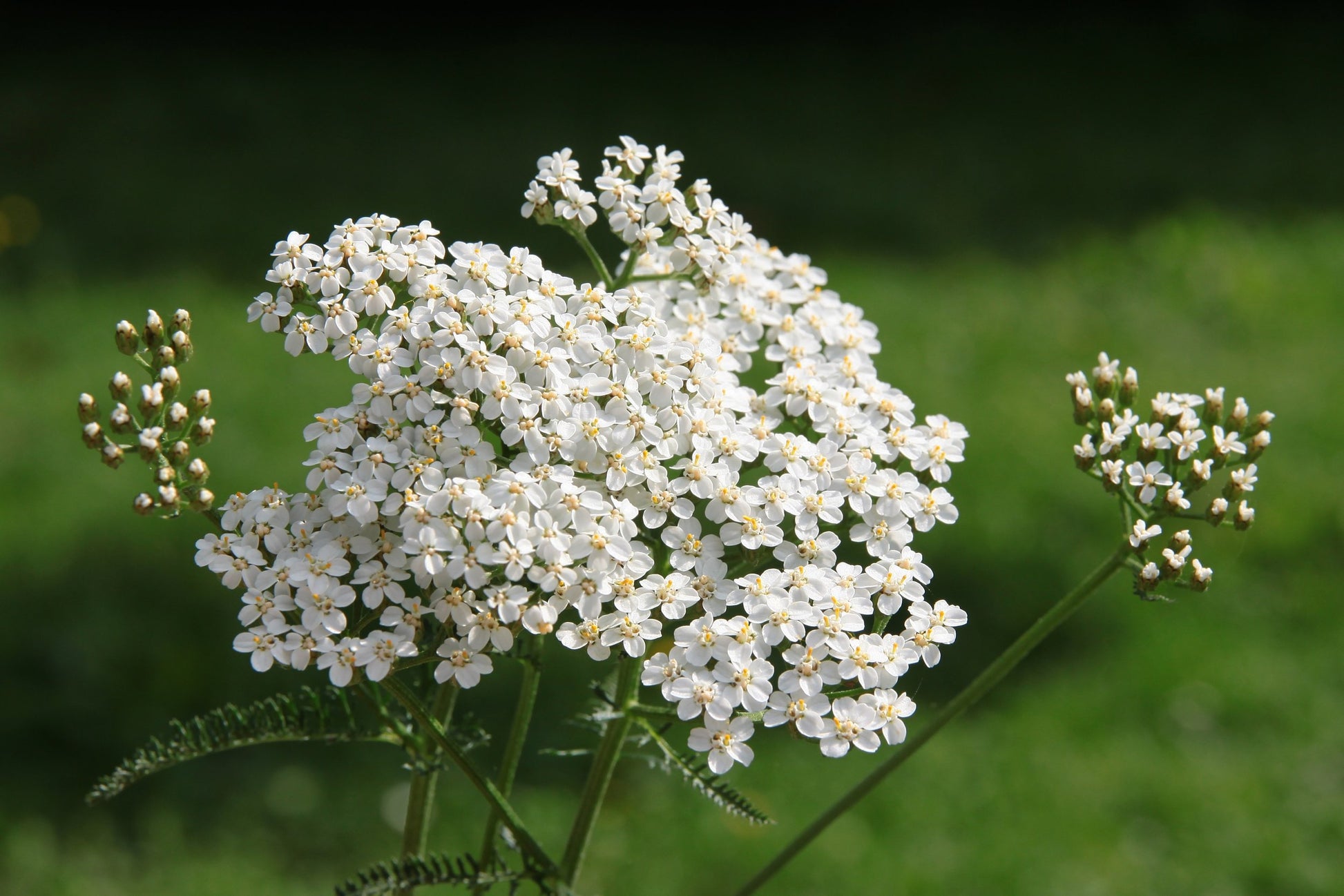 yarrow from seed to flower Yarrow Seeds (Achillea millefoleium) 150 Seeds (0.1 grams)