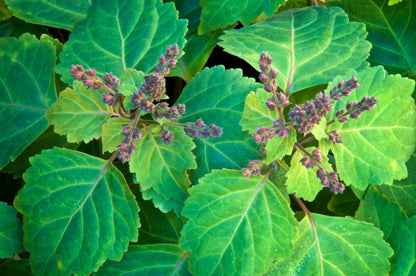 Patchouli (Pogostemon cablin) Organic Plant in 2.5-inch Pot by Smoke Camp Crafts
