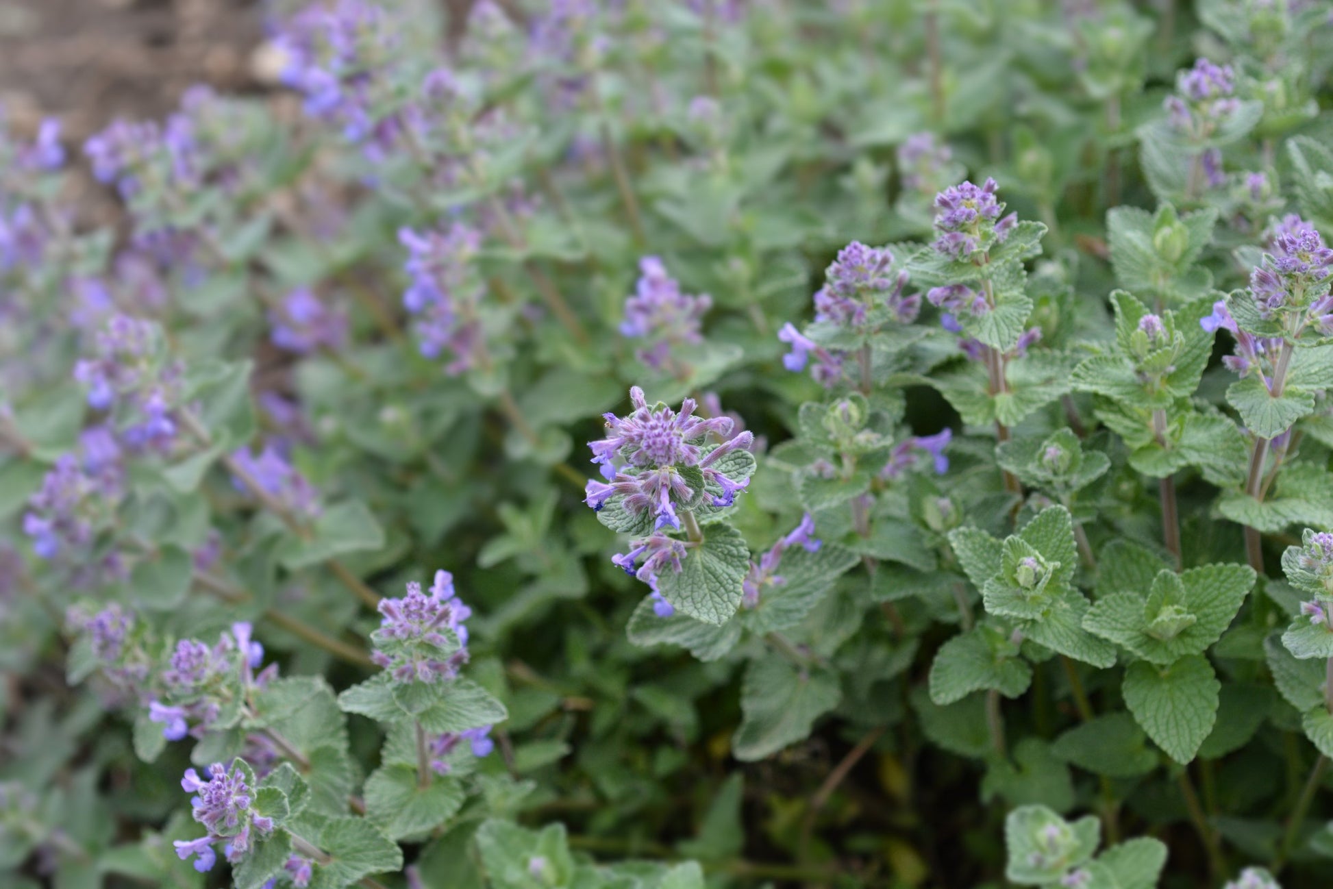 catnip plant seeds Catnip Seeds (Nepeta cataria) 150 Seeds (0.5 grams) – Smoke Camp Crafts