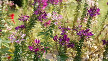 Spider Flower (Cleome hassleriana) 1000 seeds (2 grams) - Bee Plant, Spider Flower, Spider Plant, Spider Weed, Grandfather's Whiskers