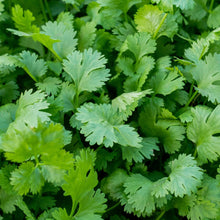 Cilantro Seeds (Coriandrum sativum) 100 Seeds (1 grams)