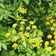 Golden Alexanders Seeds (Zizia aurea (L.)) 100 Seeds (0.3 grams)