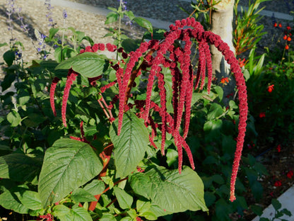 amaranth house plant Love Lies Bleeding Seeds (Amaranthus caudatus) 500 Seeds (0.5 Grams)