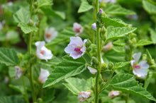 Marshmallow Plant Seeds (Althaea officinalis) - 0.2 grams, 100 seeds