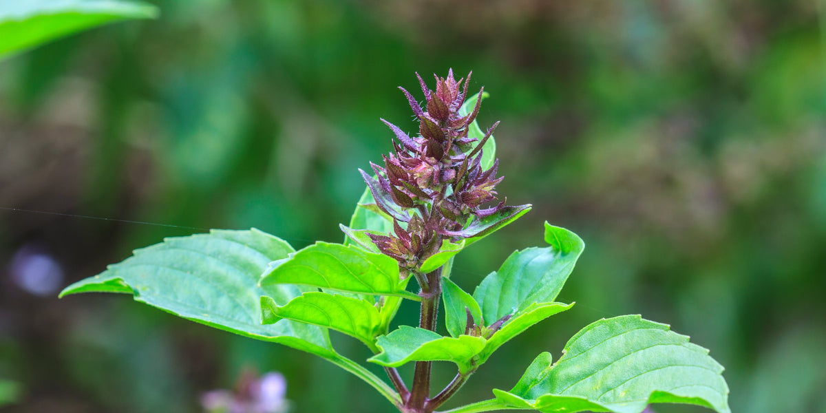 Holy Basil Plant Ocimum basilicum Holy 2 3 inch pot Smoke