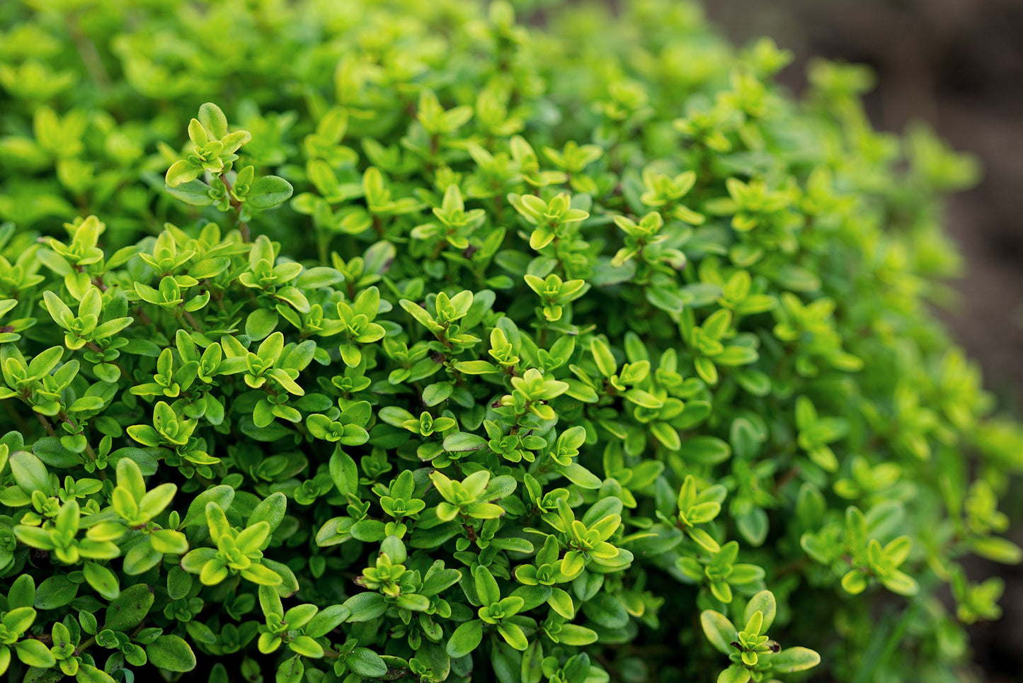 Lemon Thyme (Thymus citriodorus) Organic Plant in a 2.5-inch Pot by Smoke Camp Crafts