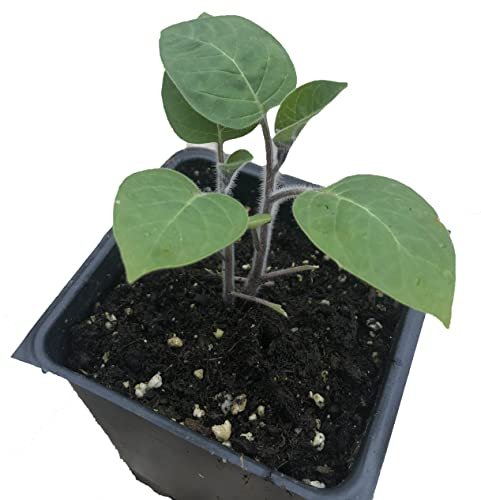 datura plant in pot Angel's Trumpet (Datura innoxia) Organic Plant in 2.5-inch Pot