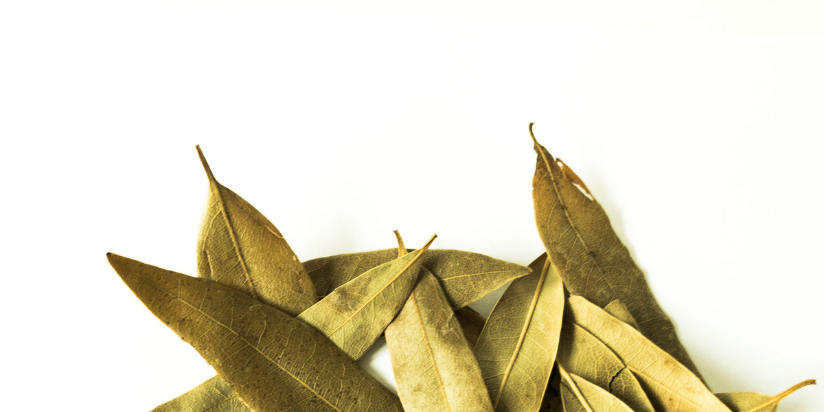 Bay Leaves Smoke Camp Crafts