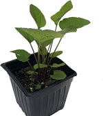Browneyed Susan Plant, (Rudbeckia triloba) 2.5-inch pot | ORGANIC