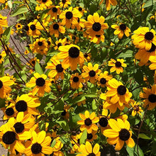 Browneyed Susan Plant, (Rudbeckia triloba) 2.5-inch pot | ORGANIC