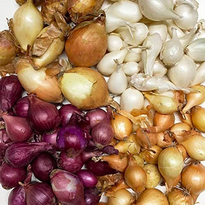 Onion Sets, Sweet - 50 Onion Sets for Planting