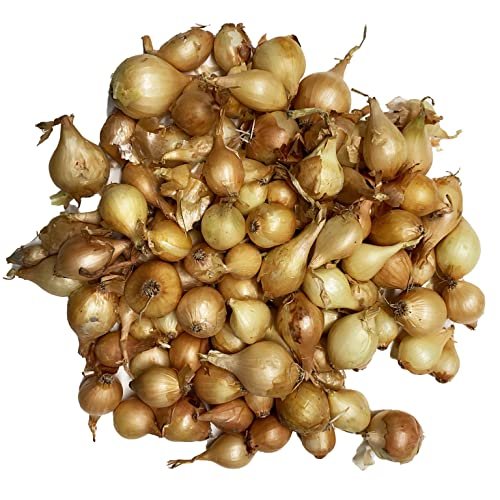 Onion Sets, Sweet - 50 Onion Sets for Planting