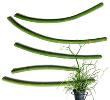 Pencil Cactus Plant (Euphorbia tirucalli) in a 2.5-inch pot