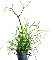 Pencil Cactus Plant (Euphorbia tirucalli) in a 2.5-inch pot