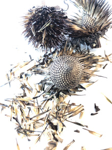 Purple Coneflower Seeds (Echinacea purpurea) 75 Organic Seeds (0.5 grams) - Native Pollinator Plant
