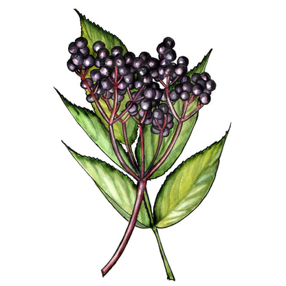 ORGANIC Elderberry Cuttings - Woody, 6-12"