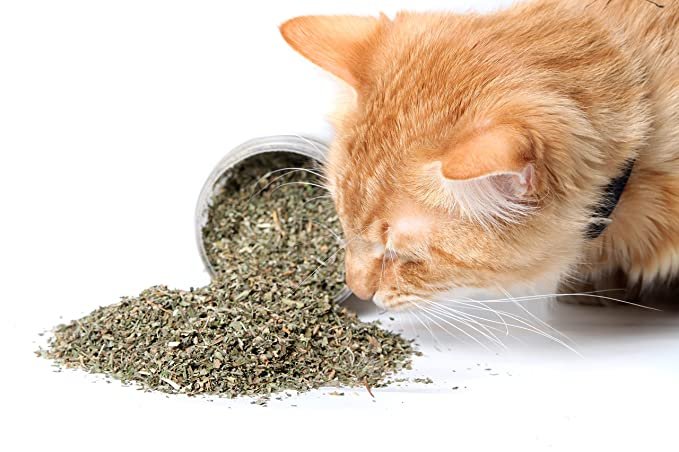 Catnip Seeds (Nepeta cataria) 150 Seeds (0.5 grams)