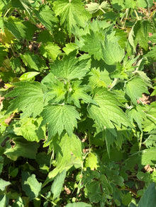 ORGANIC Motherwort Seeds (Leonurus cardiaca) 100 Seeds (0.1 grams)