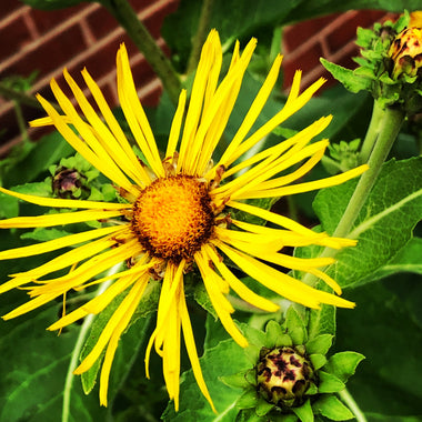 Elecampane Plant (Inula Helenium) 2.5-inch pot