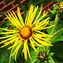 Elecampane Plant (Inula Helenium) 2.5-inch pot