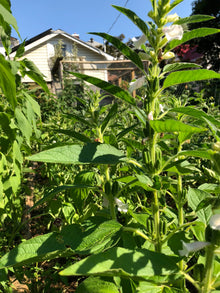 Sesame, Monticello Seeds (Sesamum indicum) 100 Seeds (0.3 grams)