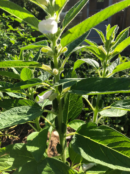 Sesame, Monticello Seeds (Sesamum indicum) 100 Seeds (0.3 grams)