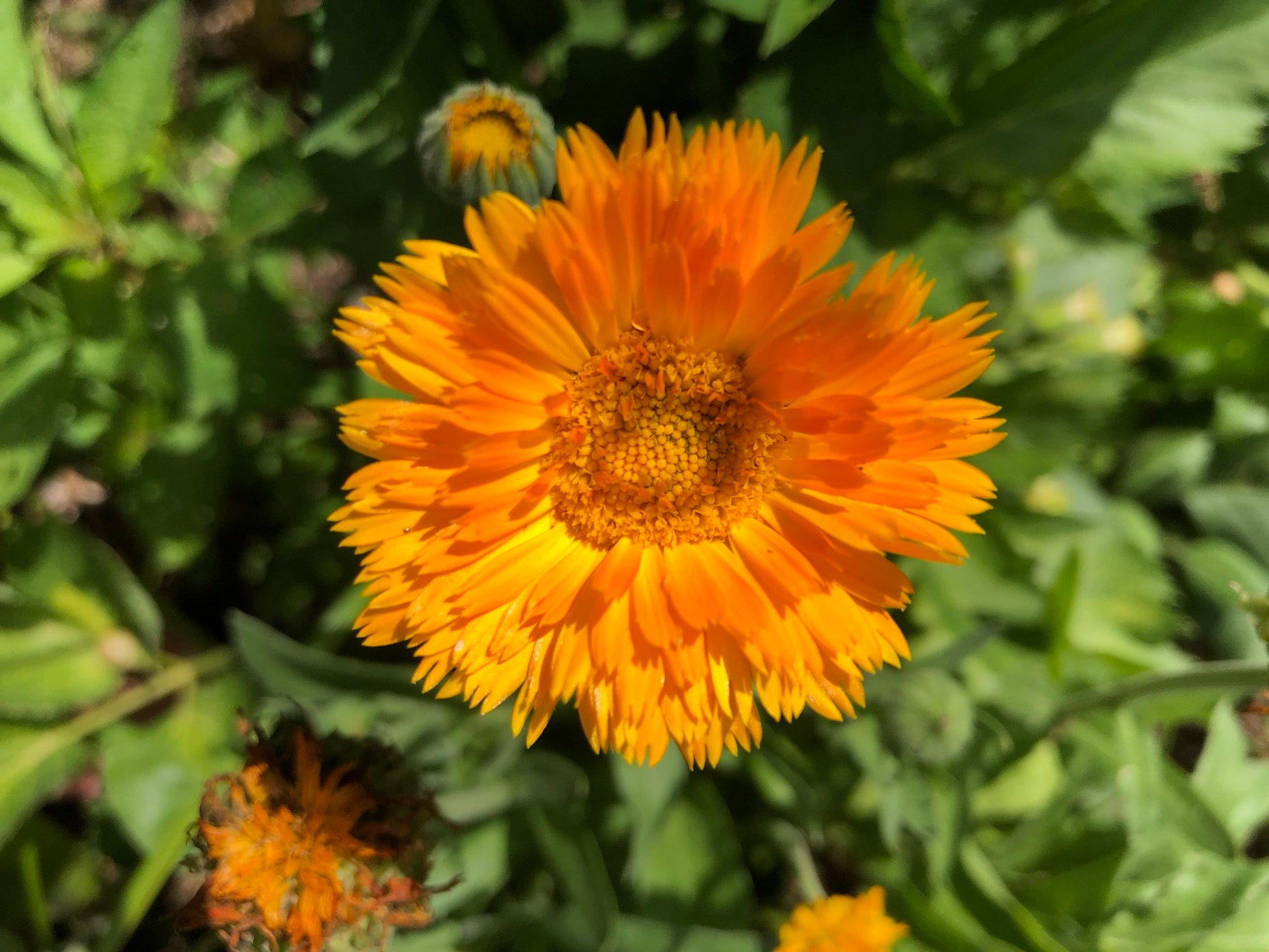 smoking marigold seeds Calendula Seeds