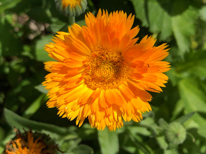 Calendula, Calendula officinalis,  Live Plant in 3-4 inch Pot | ORGANIC