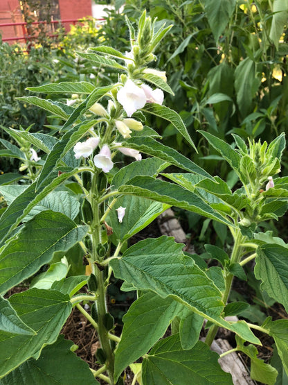 Sesame, Monticello Seeds (Sesamum indicum) 100 Seeds (0.3 grams)