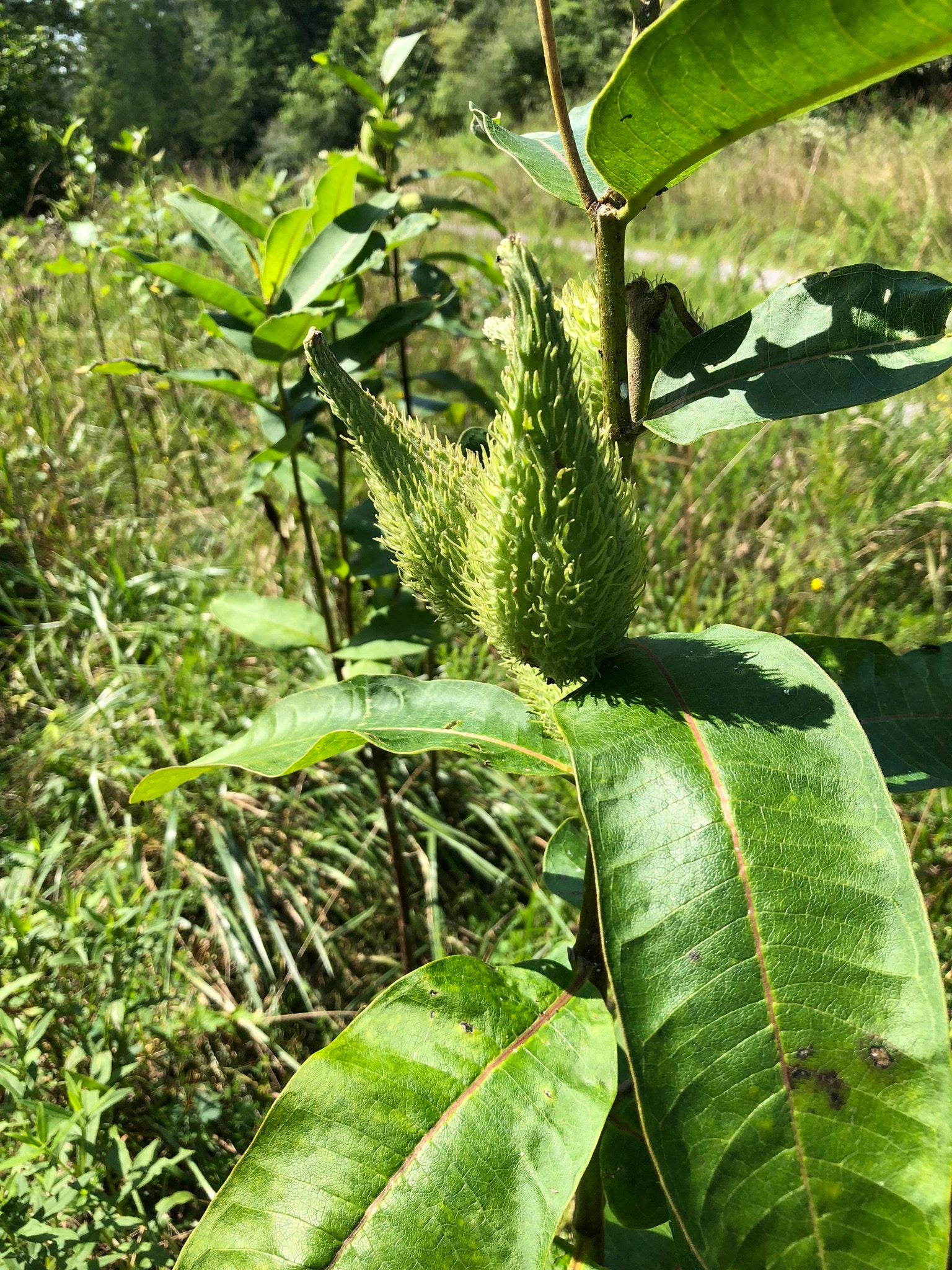 milk seed plant Bulk Organic Common Milkweed Seeds (Asclepias syriaca L) 2800 Seeds (1 oz, 28 Grams) - Common Milkweed Bulk Seeds