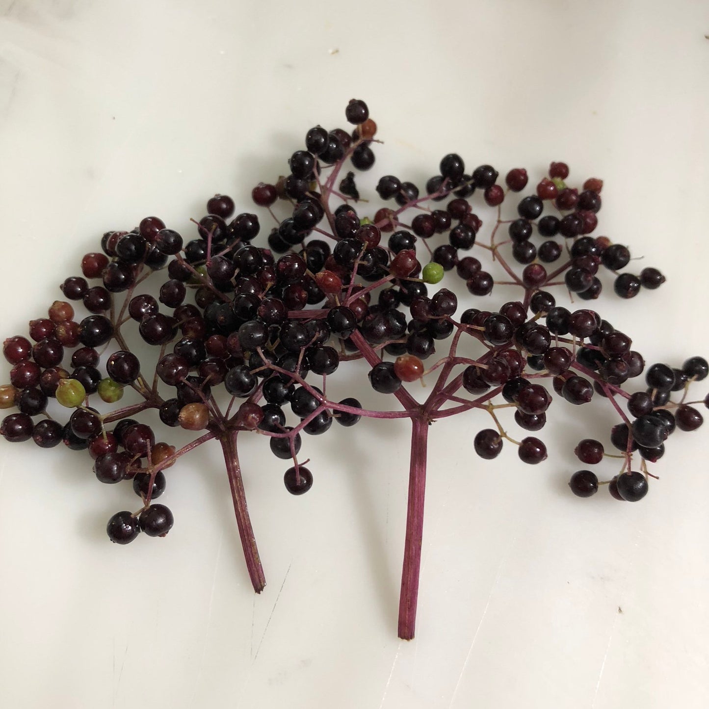 Elderberry Plant Start (Sambucus Canadensis) grown from cutting in a 2.5-inch Pot - Organic