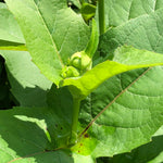 Cup Plant Seeds (Silphium perfoliatum) 40 Seeds (1 grams)