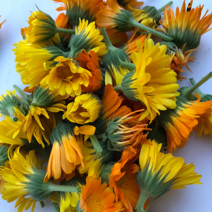 Calendula, Calendula officinalis,  Live Plant in 3-4 inch Pot | ORGANIC