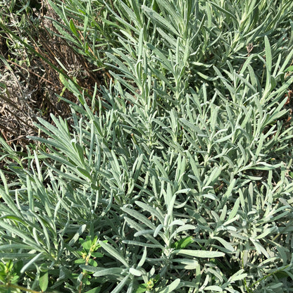 edible lavender plant Smoke Camp Crafts 100 Lavender Plant Seeds, Edible Herb, Pollinator Plant Easy-to-Grow, Purple