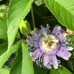Passion Flower Seeds (Passiflora incarnata) 30 Seeds (1 grams)
